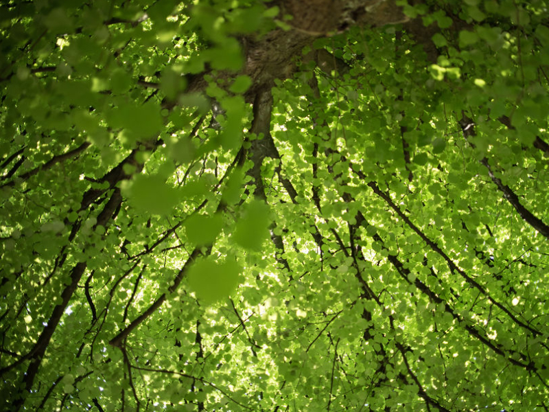 Tree Care